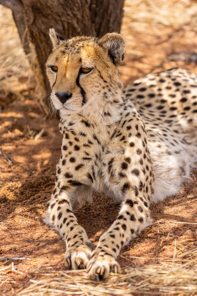 Cheeta Savanne Van Afrika — Stockfoto