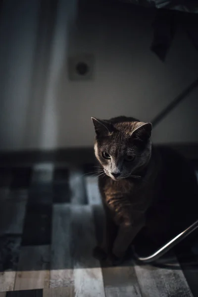 Preto Gato Sentado Chão — Fotografia de Stock