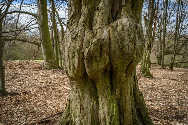 森の中の大きな木は — ストック写真