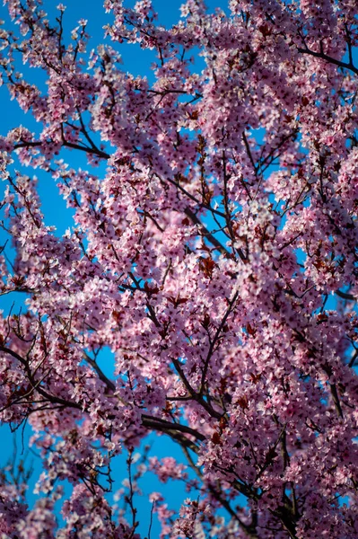 Beautiful Spring Flowers Garden — Stock Photo, Image