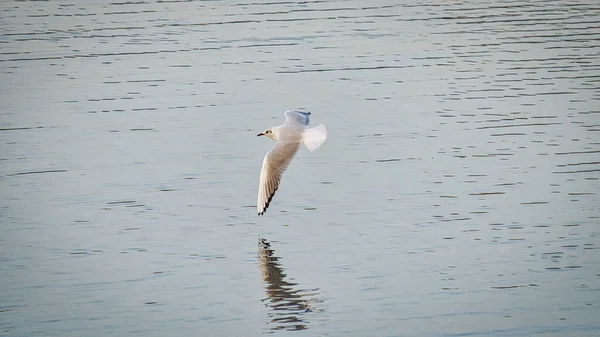 Gaviota Volando Sobre Agua —  Fotos de Stock
