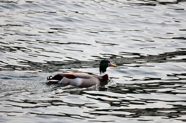 Ente Schwimmt See — Stockfoto