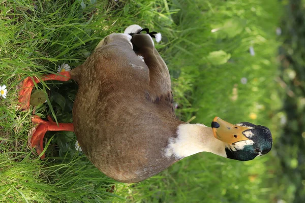 Egy Gyönyörű Lövés Egy Kacsáról Zöld Fűben — Stock Fotó