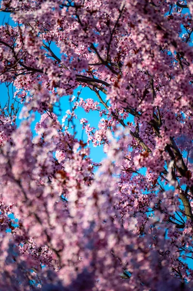 Hermosas Flores Primavera Jardín — Foto de Stock