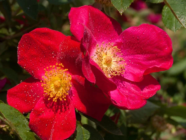 Belles Fleurs Rouges Dans Jardin — Photo