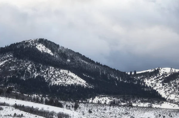 美丽的风景 白雪覆盖的树木 — 图库照片