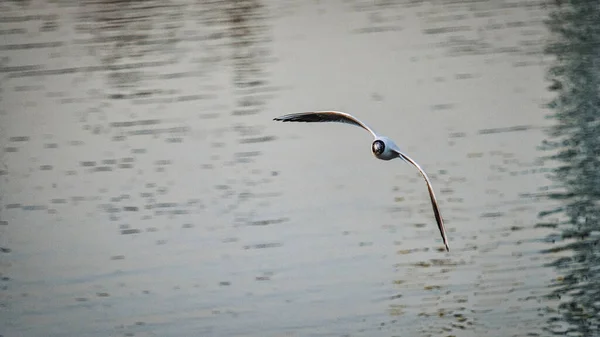 Gaivota Sobre Água — Fotografia de Stock