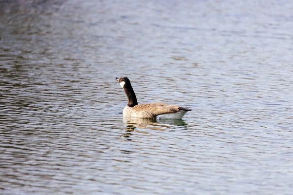 Beautiful Bird Lake — Stock Photo, Image