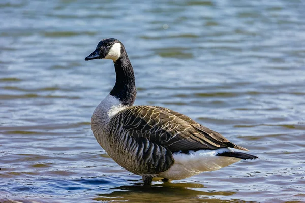 Primer Plano Ánade Real Pie Sobre Lago — Foto de Stock