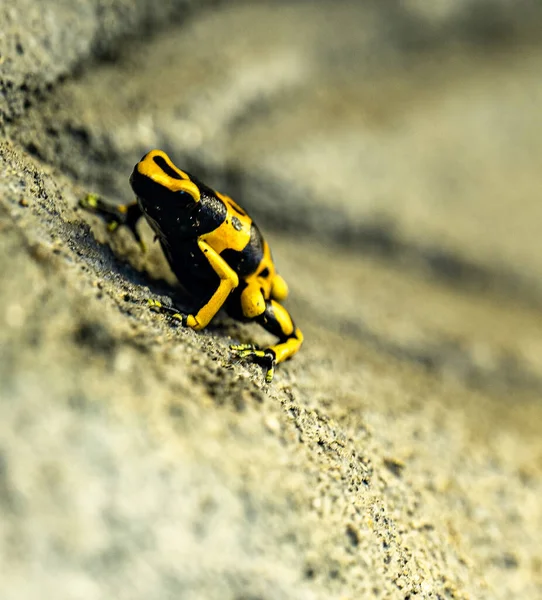 Żaba Żółta Skale — Zdjęcie stockowe