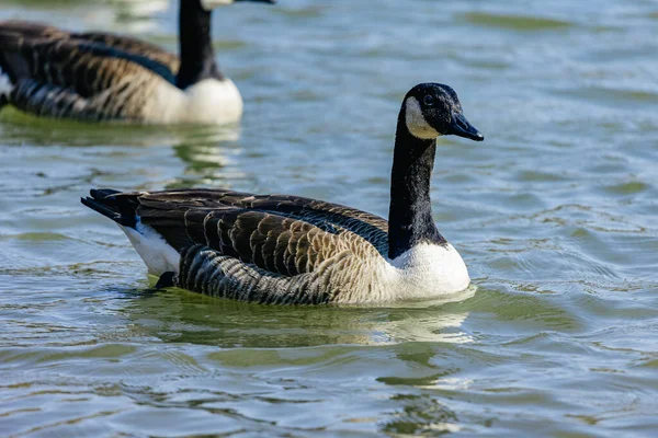 Par Patos Lago — Fotografia de Stock