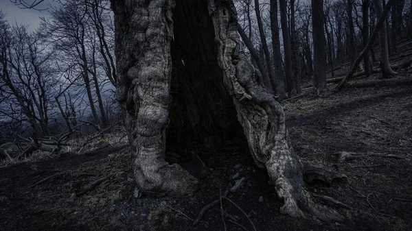 Una Hermosa Foto Árbol Bosque — Foto de Stock