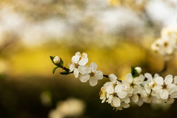Piękne Kwitnące Wiśniowe Drzewo Wiosną — Zdjęcie stockowe