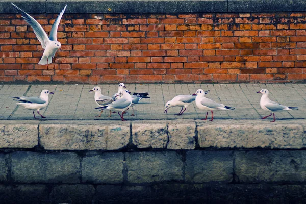 Mouette Sur Toit Mer — Photo