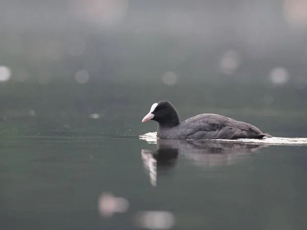 Labuť Bílá Jezeře — Stock fotografie