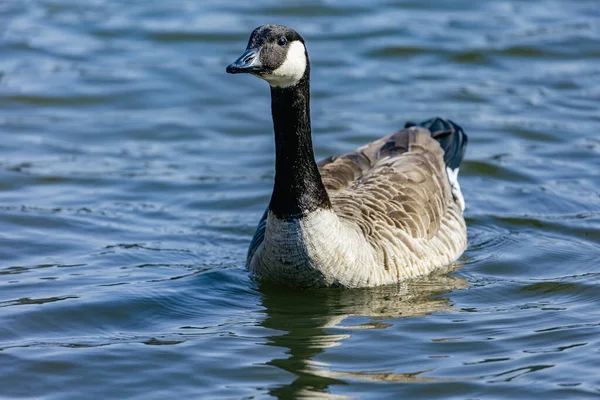 Gros Plan Une Oie Tête Noire Nageant Dans Lac — Photo