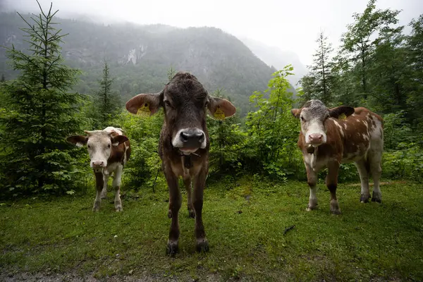 Коровы Пасутся Горах — стоковое фото
