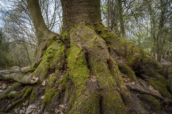 Pień Drzewa Lesie — Zdjęcie stockowe