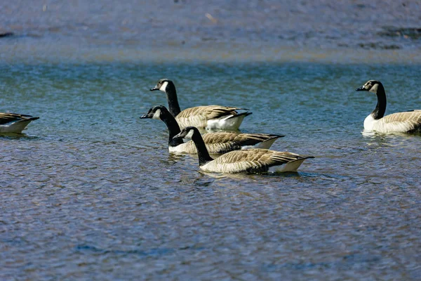 Ducks Swim Water — Stock Photo, Image