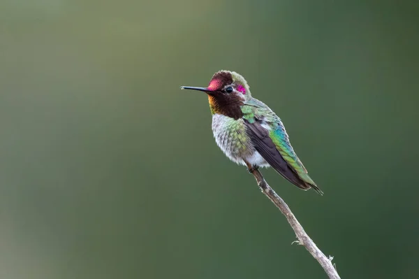 Kingfisher Alcedo Atthis Bird Common Brasileiras Beautiful — Fotografia de Stock