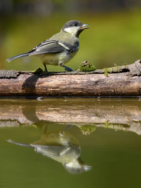 Zbliżenie Ujęcie Pięknego Ptaka — Zdjęcie stockowe