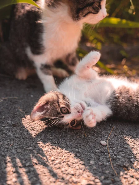 Милий Маленький Кошеня Вулиці — стокове фото