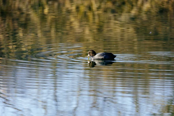 Nehirde Güzel Bir Kuş — Stok fotoğraf
