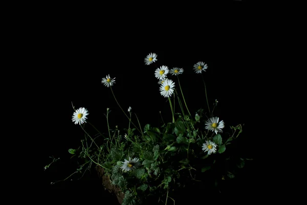 Mooie Bloemen Zwarte Achtergrond — Stockfoto