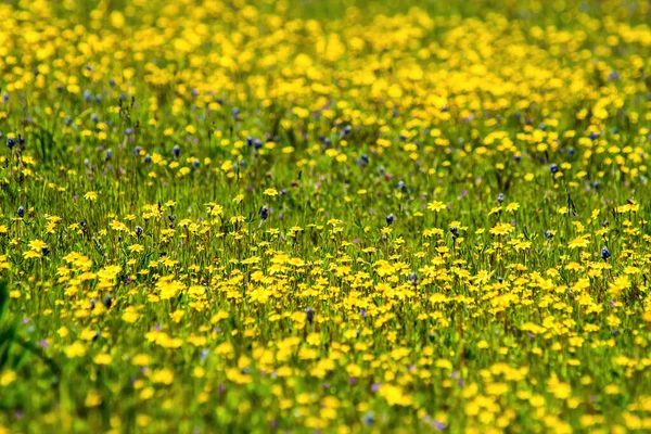 Жовті Квіти Полі — стокове фото