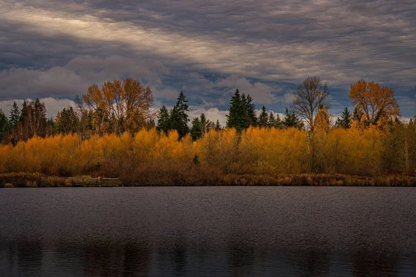 Podzimní Krajina Stromy Odrazy — Stock fotografie
