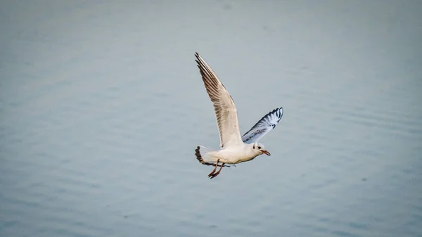 空を飛ぶカモメ — ストック写真