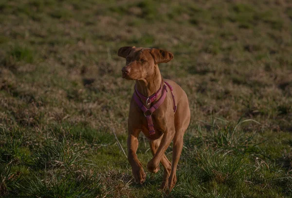 Hund Gräset — Stockfoto