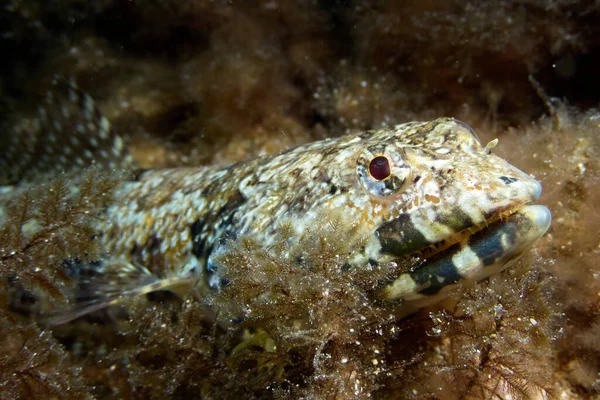 Primo Piano Bel Pesce Bianco — Foto Stock