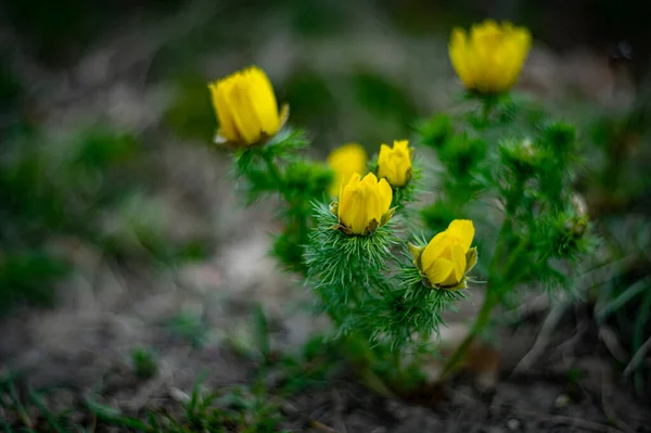 花园里的黄花 — 图库照片