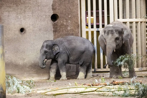 Слон Зоопарке — стоковое фото