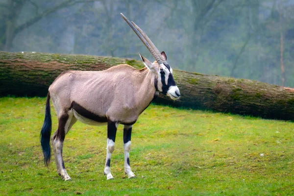 Primo Piano Bianco Nero Afroamericano Maschio Piedi Erba Verde Guardando — Foto Stock