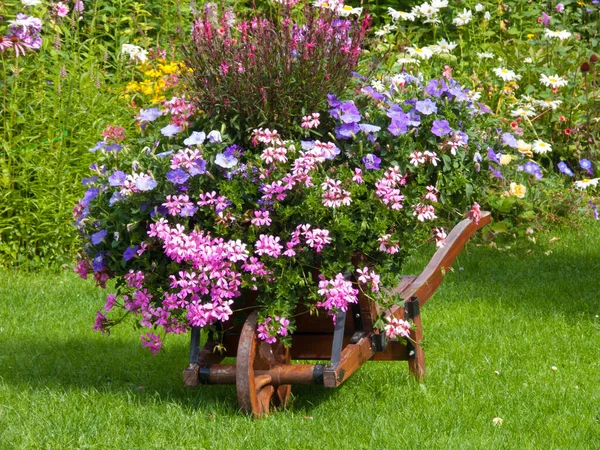 Beautiful Flowers Garden — Stock Photo, Image