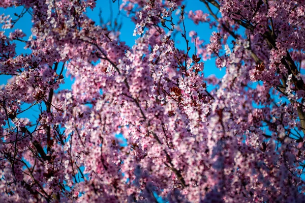 Krásné Kvetoucí Jarní Květiny — Stock fotografie