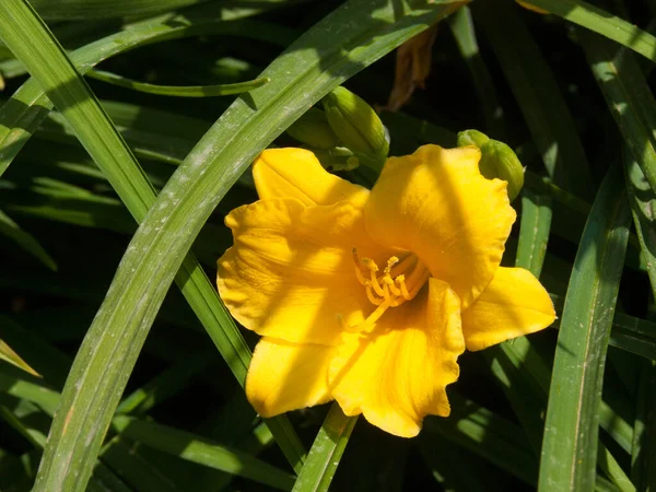 Fleur Jaune Dans Jardin — Photo