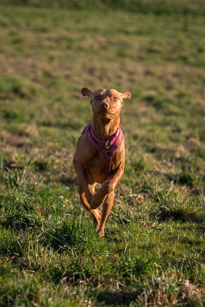 Cão Grama — Fotografia de Stock