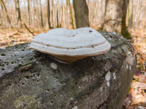 Nahaufnahme Eines Baumstumpfes Mit Einem Pilz — Stockfoto