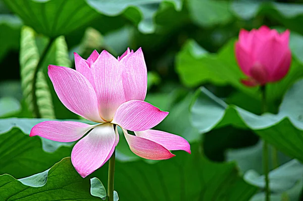 Lotusblumen Garten — Stockfoto