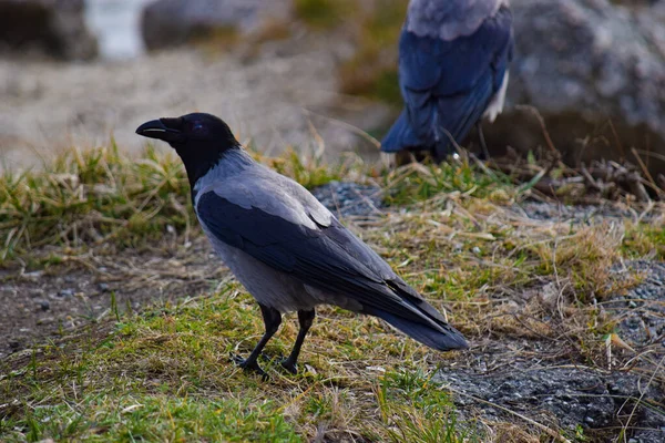地上的黑乌鸦 — 图库照片