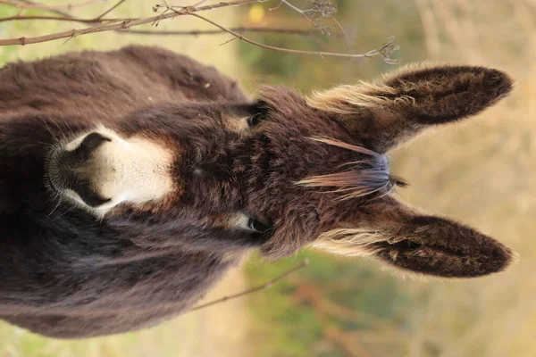 Gros Plan Chat Fourrure Mignon — Photo