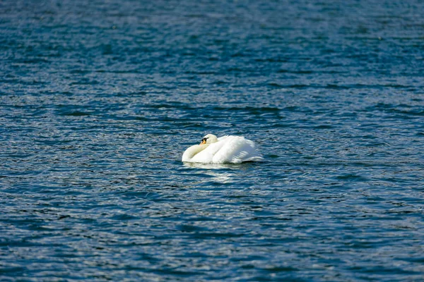 Weißer Schwan Auf Dem See — Stockfoto