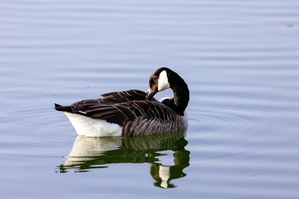 美丽的鹅在湖中游泳 — 图库照片
