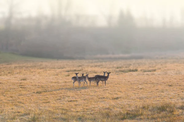 Gros Plan Cerf Dans Champ — Photo