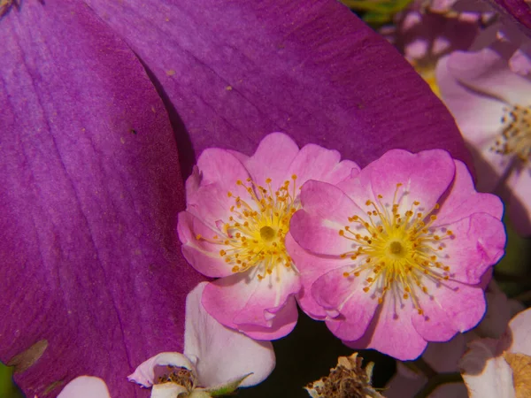 Krásné Růžové Květy Zahradě — Stock fotografie