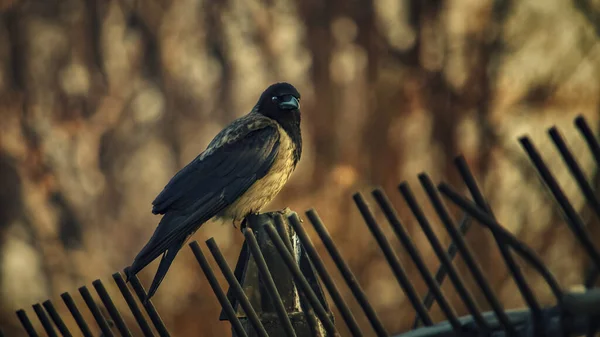 Şehir Parkında Bir Kuş Çitin Üzerinde Oturuyor — Stok fotoğraf