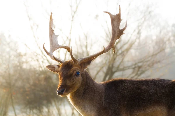 Gros Plan Cerf Rouge Dans Une Forêt — Photo